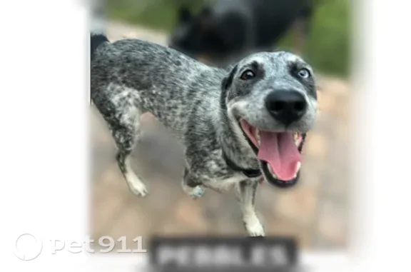 Lost female dog, South Nellis Boulevard, 2645, Las Vegas — black, white and grey coat - photo