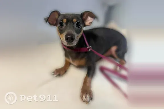 Lost dog, Pinewood Drive, 1211, Pacific — male Chihuahua mix, timid - photo