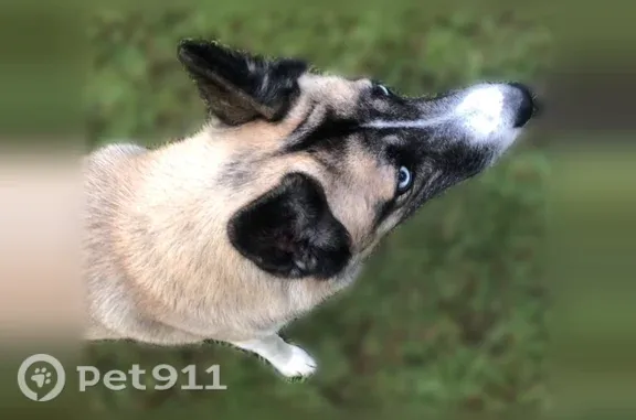 Lost and found pets Pensacola, photo: Lost dog, Dog Track Road, 1054, Haven Park, Pensacola — male with blue eyes