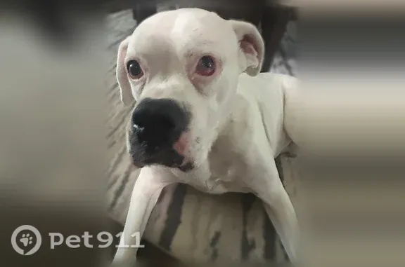 Lost and found pets Bellbrook, photo: Lost dog, Ferry Road, 2412, Sugarcreek Township, Bellbrook — white boxer missing a back leg