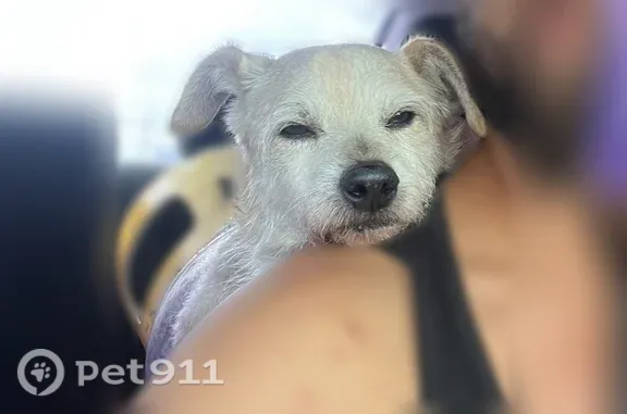 Lost dog, Fuqua Street, 11101, Houston, Houston — male Chihuahua named Chiqui - photo