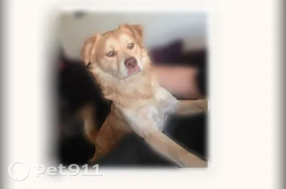 Lost dog, Elm Avenue, 10902, Lynwood — male Labrador mix with hazel eyes - photo