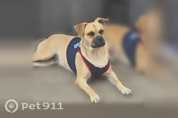 Lost male dog, Elm Avenue, 10942, Lynwood — friendly pug mix - photo