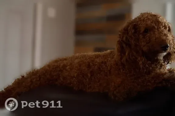 Lost male dog, South Randolph Street, 351, Garrett — recently shaved golden doodle - photo