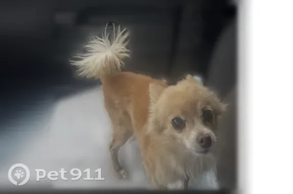 Lost Dog, Milo Avenue, 4520, Bakersfield, Burbank — Older dog needing medication - photo
