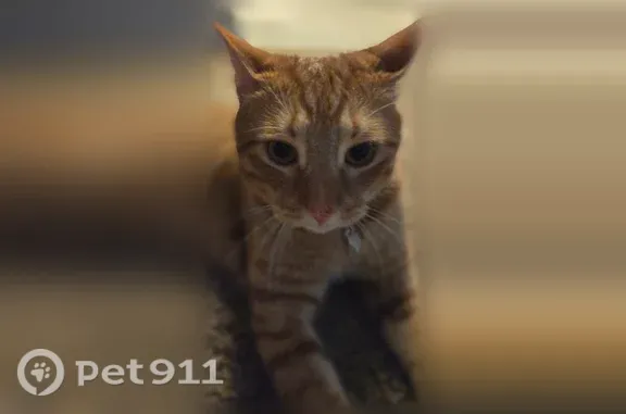 Lost cat, Edgecrest Drive, Homewood — 3-legged male orange tabby - photo
