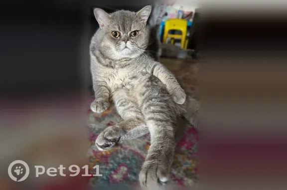Missing cat Brooklyn, photo: Lost cat, Coney Island Avenue, 2633, Brooklyn — male British cat with yellow eyes