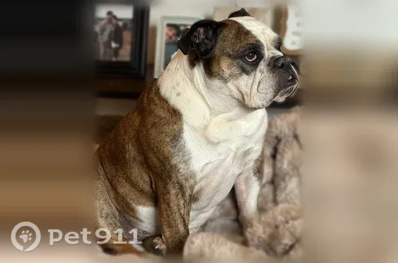 Lost Dog, Tyson Place Southwest, Albany, Portland — 9-year-old English Bulldog - photo