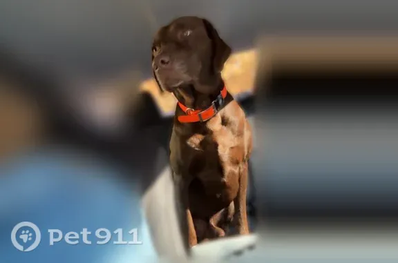 Missing dog Rincon, photo: Lost Dog, Guyton, Georgia, Anguilla — male chocolate Lab with orange AirTag collar