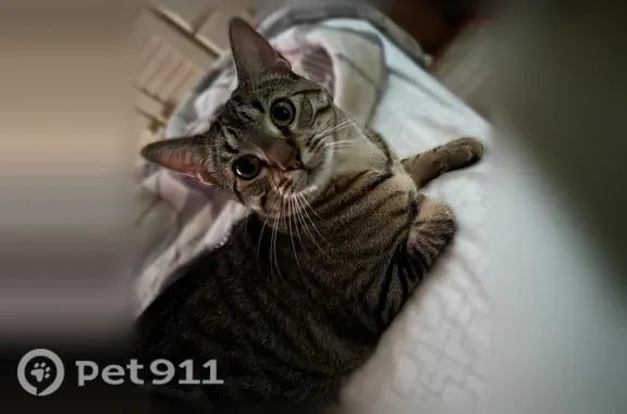 Lost cat, Red Brook Court, 1629, Norfolk — male, gray/black tabby - photo