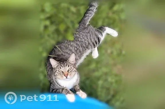 Lost and found pets Roseville, photo: Lost cat, Keith Road, 400, Circle Pines, Roseville — male with brown, black and white short hair