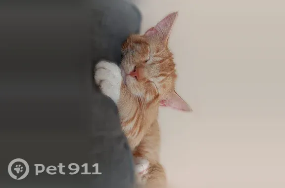 Lost male cat, Sandstone Drive, Loves Park, Rockford — orange and white - photo