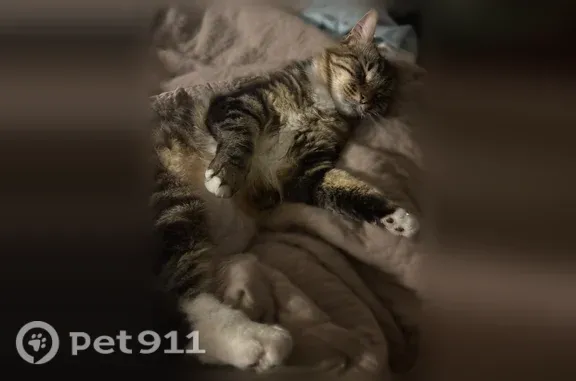 Lost cat, North Olive Avenue, Modesto — male tabby with green eyes - photo