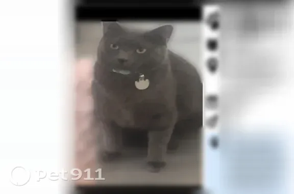 Lost cat, Lady Burton Street, Las Vegas, Phoenix — large grey cat - photo