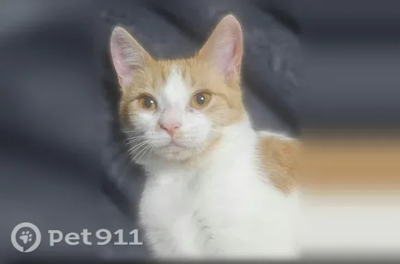 Lost and found pets Arlington, photo: Lost cat, West Jolly Road, 2028, Lansing, Arlington — orange and white female cat