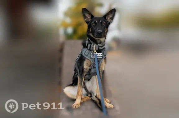 Lost female dog, Lower Sun Valley Lane, 1470, Colorado Springs — black German Shepherd with a gray service collar - photo