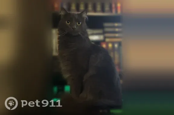 Lost and found pets Carrollton, photo: Lost cat, Ann Avenue, 2000, Carrollton — male, grey, medium-long-haired half Maine Coon
