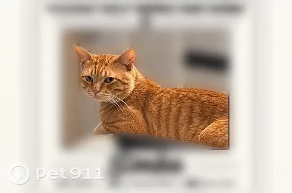 Lost cat, Northeast 32nd Street, 403, Grand Prairie — male Garfield - photo