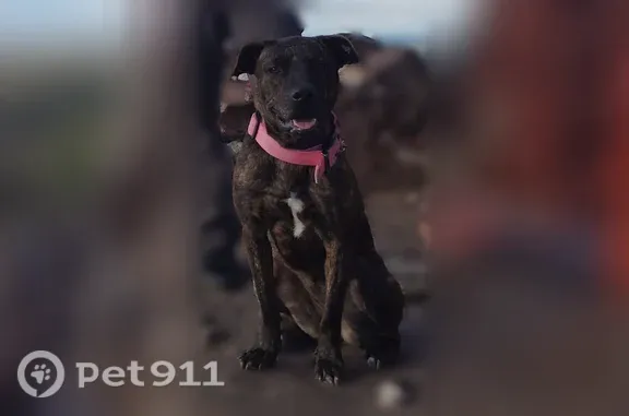 Missing dog Albuquerque, photo: Lost female dog, Indian School Road Northeast, 7701, Albuquerque — brindle pit terrier with a white chest patch