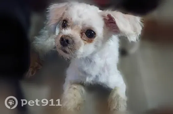 Lost dog, 12th Avenue, Albany, Birmingham — small male dog with white fur - photo