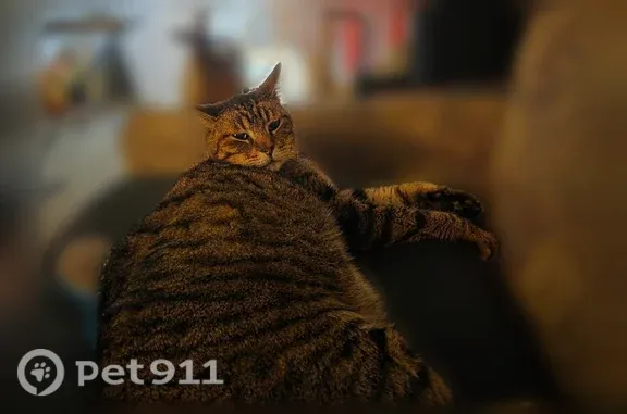 Lost male cat, Marrisa Lane, 2292, Florissant — 14-year-old brown tabby - photo