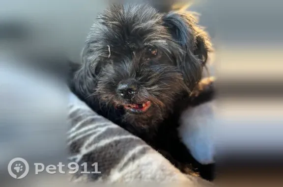 Found dog Reidsville, photo: Found male dog, Bethel Church Road, McLeansville, Reidsville — injured black Shih Tzu