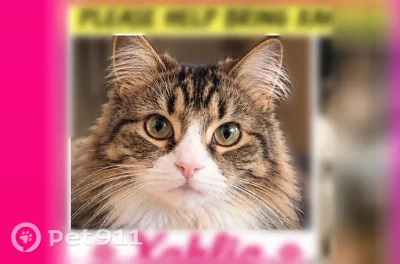 Lost and found pets Grand Prairie, photo: Lost Cat, Yellow Tavern Court, 899, Grand Prairie — female Siberian mix with a bushy tail