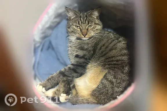 Lost and found pets Eagle, photo: Lost cat, East Beacon Light Road, 546, Eagle — female with three legs