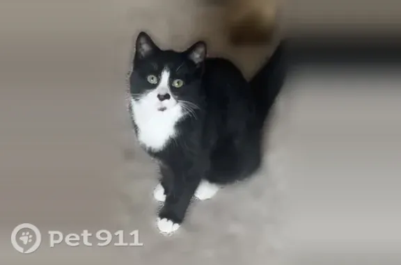 Lost and found pets West Sacramento, photo: Lost cat, Collins Street, 3850, West Sacramento — male with a black heart-like nose mark