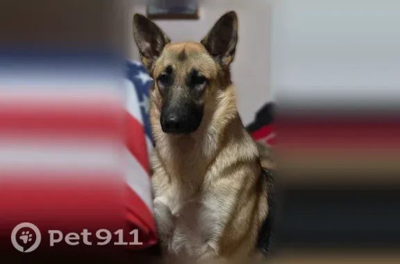 Lost dog, female, South Downing Street, 1047, Denver — escaped from a fenced yard - photo