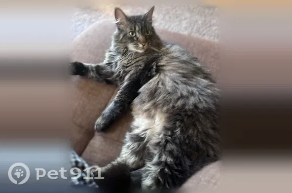 Lost cat, Highdale Circle, 5946, Franconia — female, shy around strangers - photo