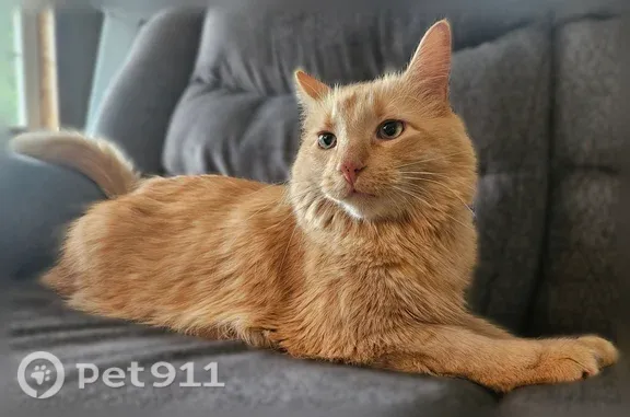Lost cat, Ilex Street Northwest, 12281, Minneapolis, Minneapolis — male with two freckles on his nose - photo