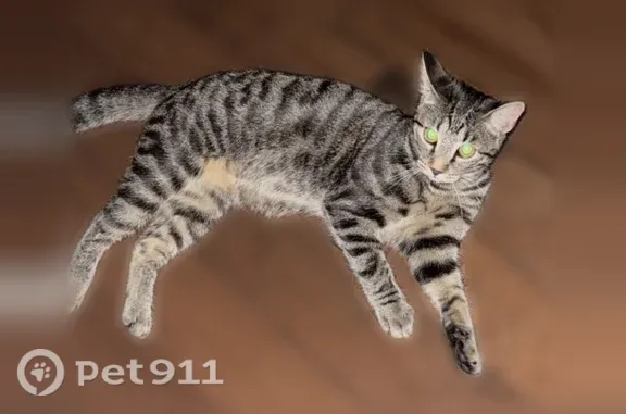 Lost cat, Hillwood Way, 3937, Bedford — seven-month-old with gray stripes - photo