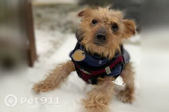 Lost and found pets Euless, photo: Missing dog Male, Euless (usl553075)