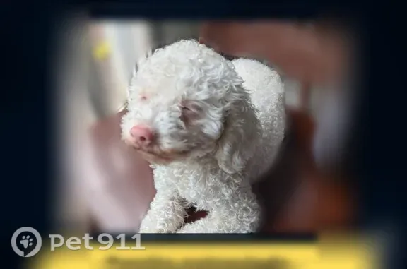Lost Female Dog, Lake Avenue, 97, Riverhead, Manhattan — White Toy Poodle with Blue Eyes - photo