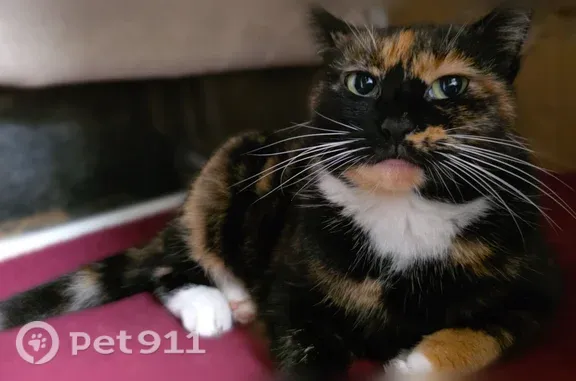 Lost and found pets Brooklyn, photo: Lost cat, 40th Street, 1513, Brooklyn — short-haired tortoiseshell female