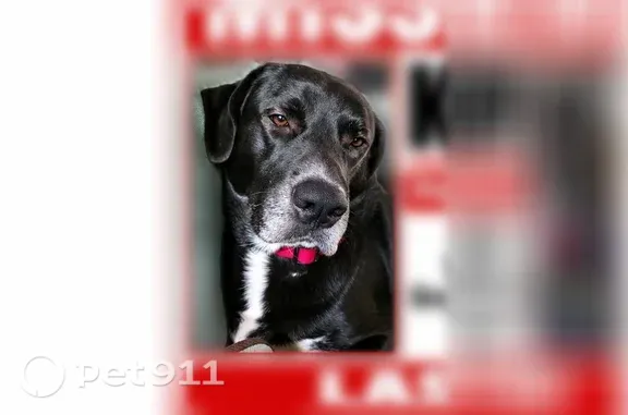 Missing dog Gastonia, photo: Lost dog, male, Stateline Road, 1162, Clover, Gastonia — white chest and toes
