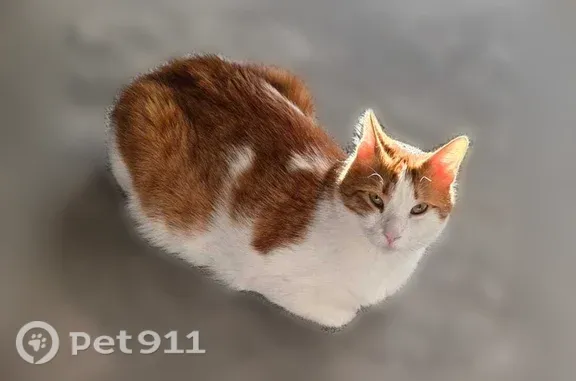 Lost male cat, Natasha Circle, 2298, Oakville — clipped right ear - photo
