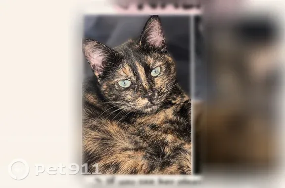 Lost female cat, Green Candle, 10424, Hilltop — 7-month-old black cat with orange fur - photo