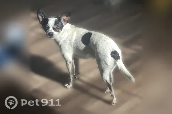 Lost dog, female, Rougemont, North Carolina, Rougemont — Chihuahua mix - photo