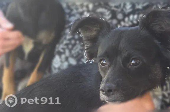 Found dog North Las Vegas, photo: Found Dog, Palatine Hills Avenue, North Las Vegas — male, small black-and-brown Chihuahua