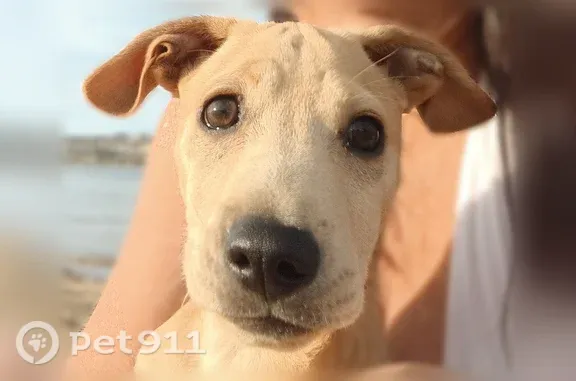 Lost dog, Fiesta Island Road, San Diego — 7-month-old Chihuahua mix - photo