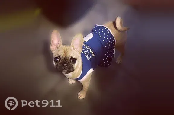 Lost dog, Douglas Drive, 1504, Odessa — female Frenchie-Pug mix with a dark muzzle - photo