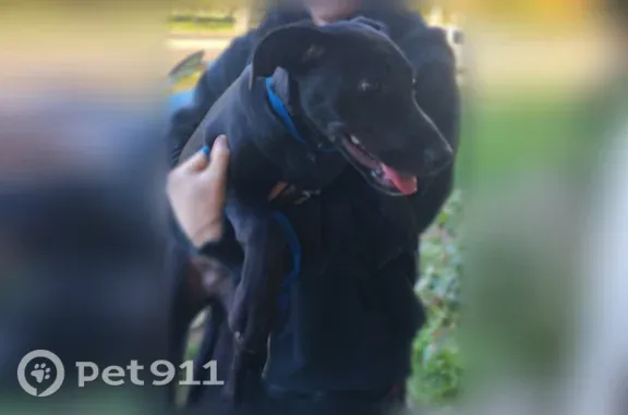 Lost and found pets Provo, photo: Found dog, female, 900 South, 802, Provo — black puppy with a white chest patch