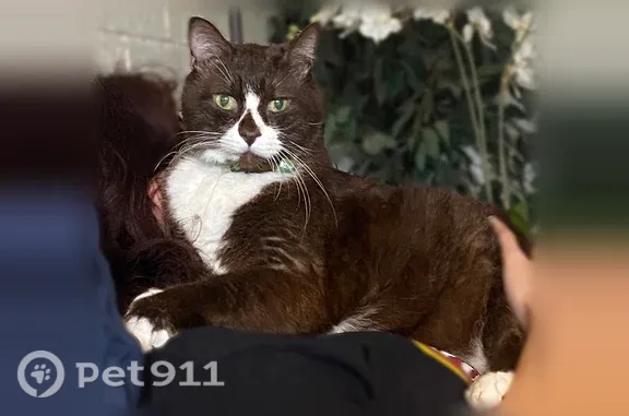 Lost cat, male, South Elwood Avenue, Tulsa — chocolate tuxedo cat - photo