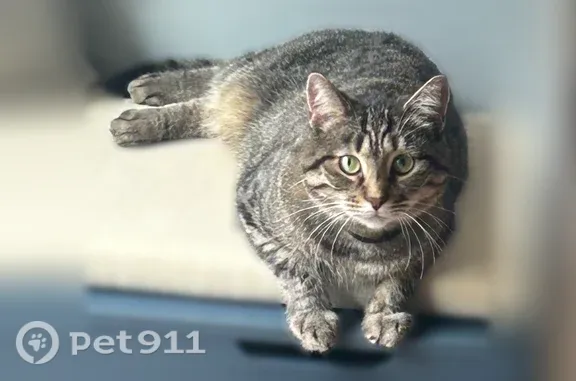 Lost cat, female, Old Creamery Road, 11, Colebrook, Riverton — black collar - photo