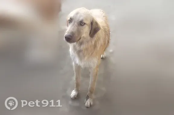 Lost male dog, South Union Avenue, 12330, Bakersfield — buff-colored coat - photo