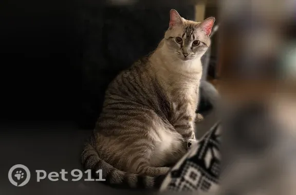 Lost female cat, Lake Heights Drive, 3152, Hamburg — blue eyes and spotted belly - photo