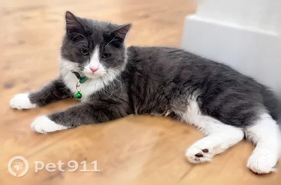 Lost cat, Crawford Drive, 3547, Folsom — shy grey-and-white female - photo