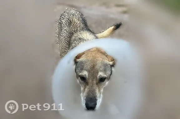 Found dog Randolph AFB, photo: Found dog, male, Wolfforth, Texas, Randolph AFB — brown and white German shepherd with a cone